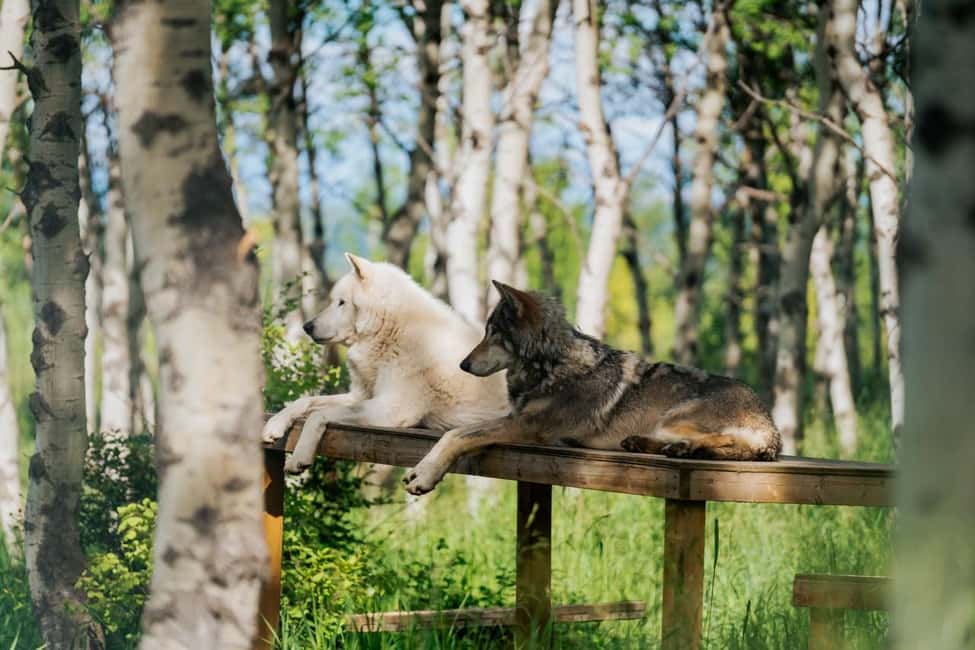 image n.3 of Cochrane: Yamnuska Wolfdog Sanctuary Tour activity in Cochrane, uploaded by supplier
