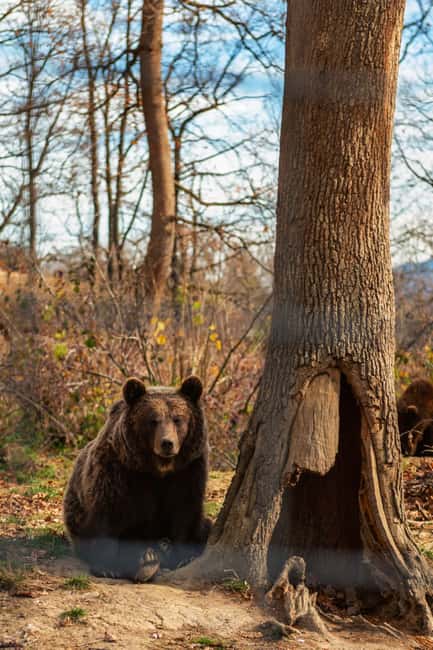 image n.13 of Legends&Wildlife Awaits: Dracula's Castle & Bear Sanctuary activity in Brasov, uploaded by supplier