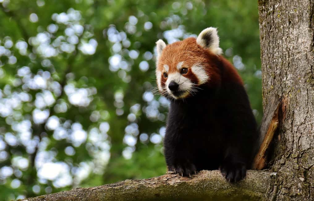 image n.11 of Singapore: Zoo & Night Safari Combos with Hotel Pick & Drop activity in Singapore, uploaded by supplier