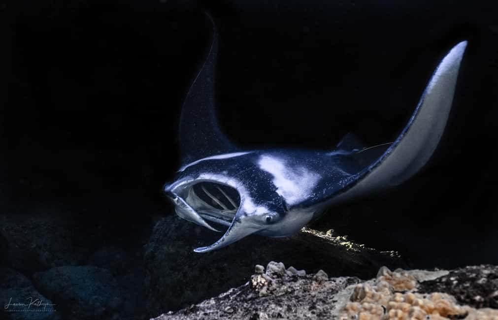 image n.1 of Kailua Kona: Manta Ray Night Snorkel Tour with Guide activity in Captain Cook, Hawaii, uploaded by supplier