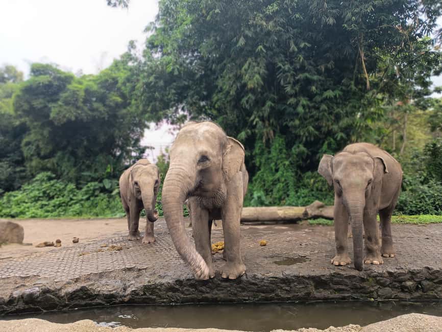 image n.19 of Jakarta : Taman Safari, Panda Palace, and Waterfall activity in Bogor, uploaded by supplier