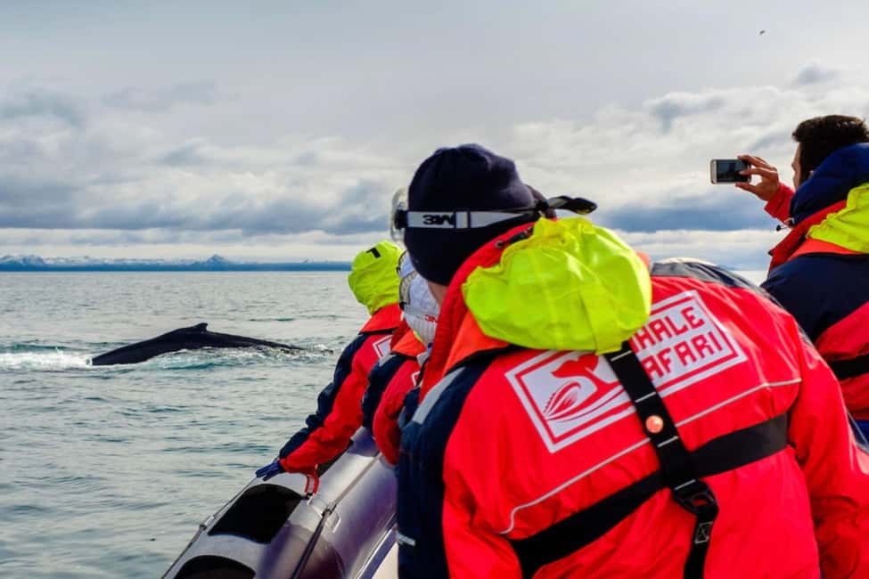 bild nr.3 av Reykjavik: RIB-båttur för val- och lunnefågelskådning aktivitet i Reykjavik, uppladdad av arrangören