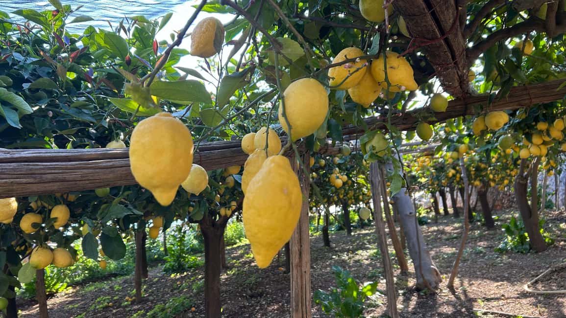 image n.36 of Maiori: Amalfi Coast Path of Lemons Day Trip with Tastings activity in Maiori, uploaded by supplier