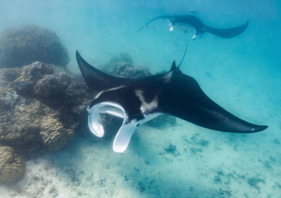 image n.17 of Komodo: 4-Day Private Tour with Overnight Boat and Hotel activity in East Nusa Tenggara, uploaded by supplier