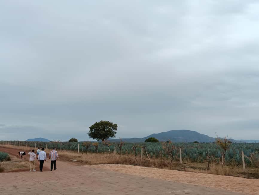 image n.10 of From Guadalajara: Tequila Tour with Tastings activity in Guadalajara, uploaded by supplier