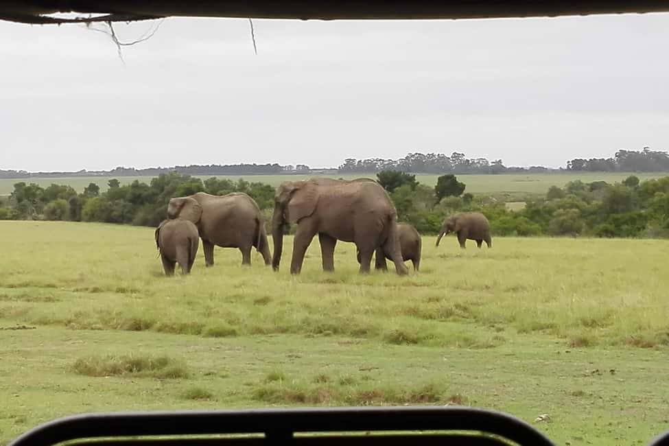 image n.2 of Plettenberg Bay Game Reserve: 2-Hour Game Drive activity in Western Cape, uploaded by supplier