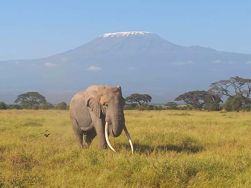 image n.14 of DAY TRIP AMBOSELI NATIONAL PARK FROM NAIROBI BUDGET SAFARI. activity in Central Kenya, uploaded by supplier