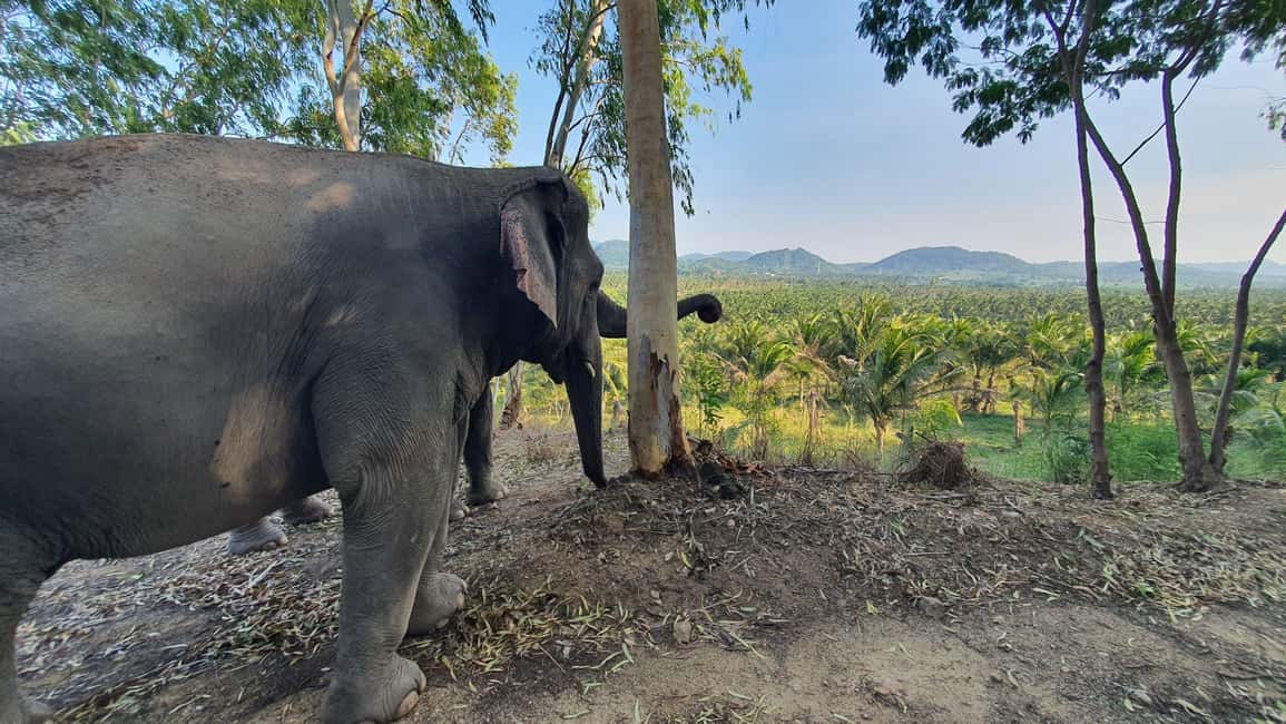 imagen n.º 10 de Desde Bangkok: Excursión de un día al santuario de elefantes Living Green actividad en Provincia de Chon Buri, subida por el proveedor