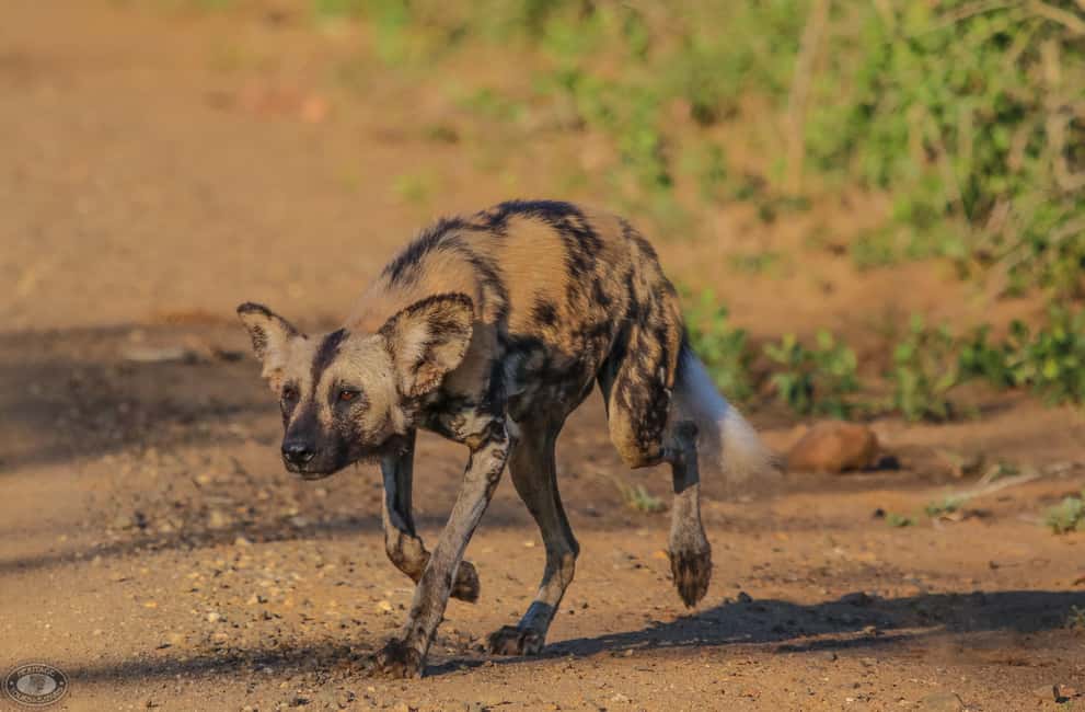 image n.34 of Hluhluwe-Imfolozi: Big 5 Full or Half-Day Safari activity in Hlabisa, uploaded by supplier