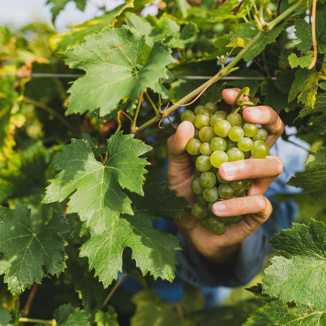 Obraz nr 46 z atrakcji Z Mediolanu: Wycieczka winiarska nad jezioro Iseo, Bergamo i Franciacorta w Lombardia, przesłany przez organizatora