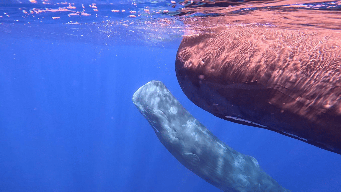 image n.12 of Whale & Dolphins Swimming - Private Speedboat Exclusive Tour activity in Mauritius, uploaded by supplier