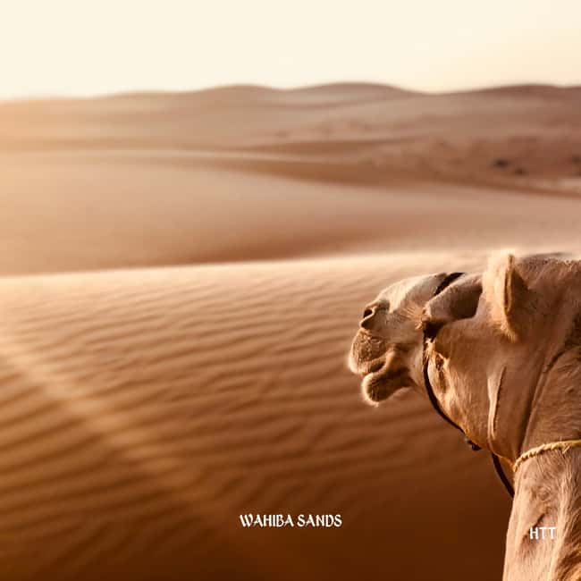 Immagine nº 7 di Muscat: tour di Wahiba Sands e Wadi Bani Khalid attività a Regione al-Sharqiyya, caricata dal fornitore