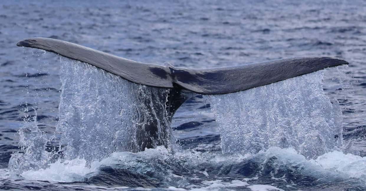 image n.10 of Trincomalee: Whale & Dolphin Tour + Navy Island Snorkeling activity in Trincomalee, uploaded by supplier