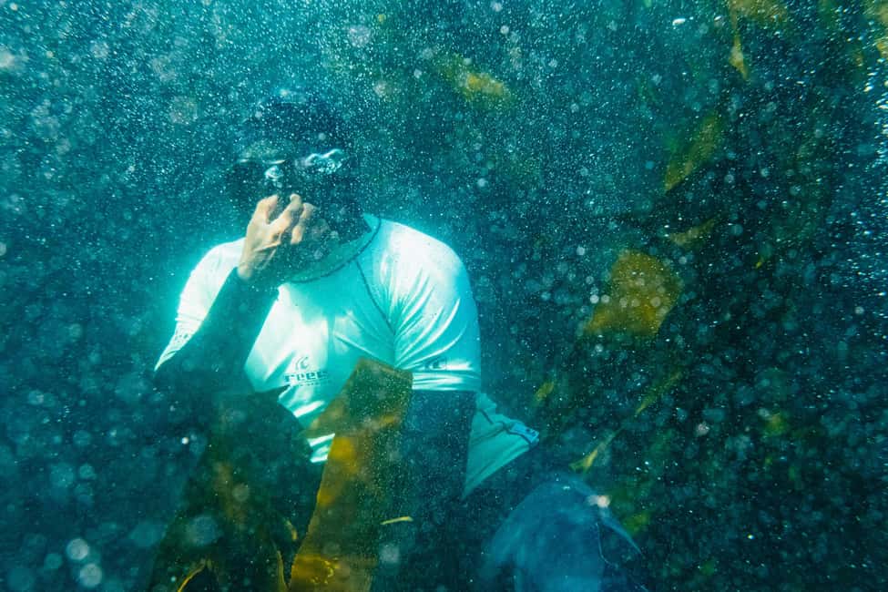 imagem n.10 de Hout Bay: Mergulho de Snorkel com Lobos-Marinhos atividade em Cidade do Cabo, carregada pelo fornecedor