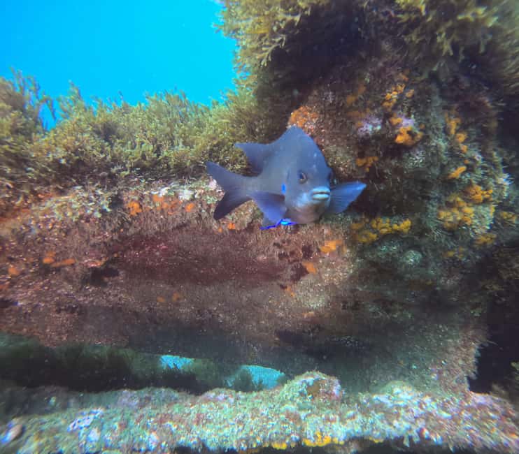 image n.4 of Terceira Island: Snorkeling Adventure activity in Angra do Heroísmo, uploaded by supplier