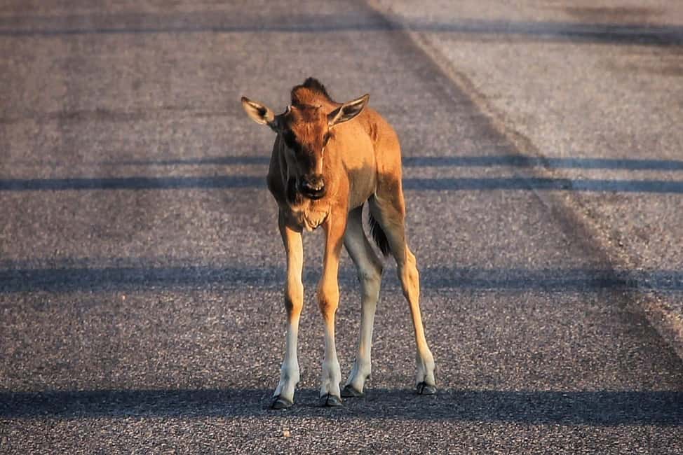 image n.23 of Etosha National Park: Full or Half-Day Game Drive activity in Oshikoto Region, uploaded by supplier