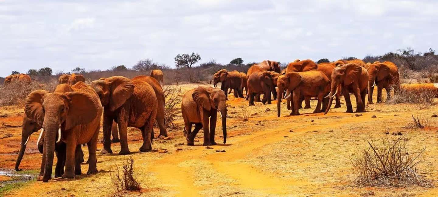 image n.18 of 2-Days Wildlife Safari to Tsavo East & Tsavo West Park activity in Coast Province, uploaded by supplier