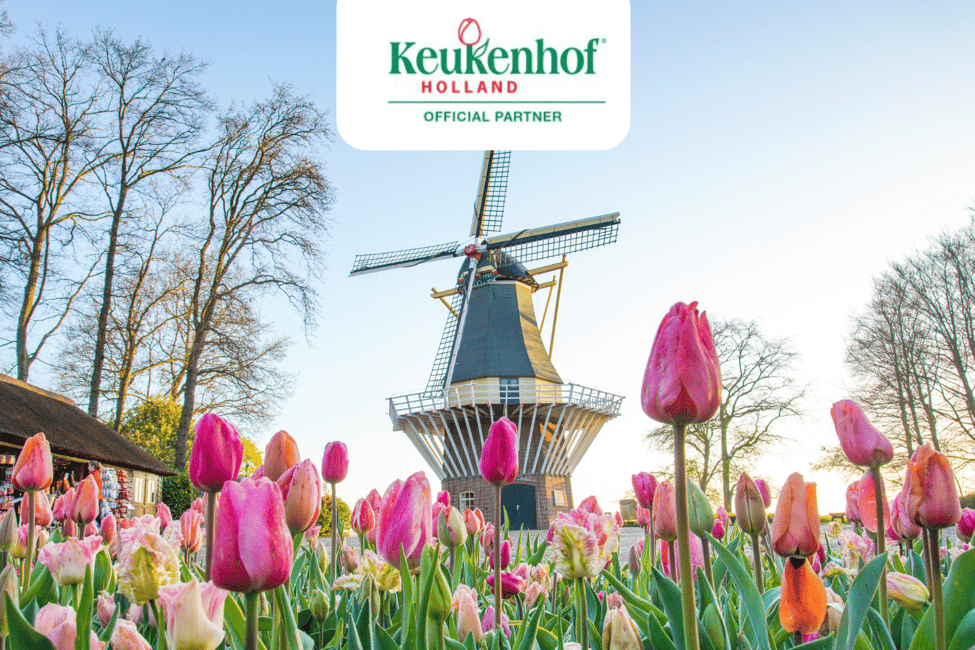 image n.5 of Amsterdam: Tulip Farm Visit, Keukenhof, and Windmill Cruise activity in Voorhout, The Netherlands, uploaded by supplier