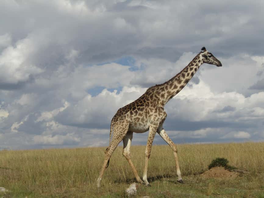 image n.24 of From Nairobi to Masai Mara Reserve & Village visit Day trip activity in Central Kenya, uploaded by supplier