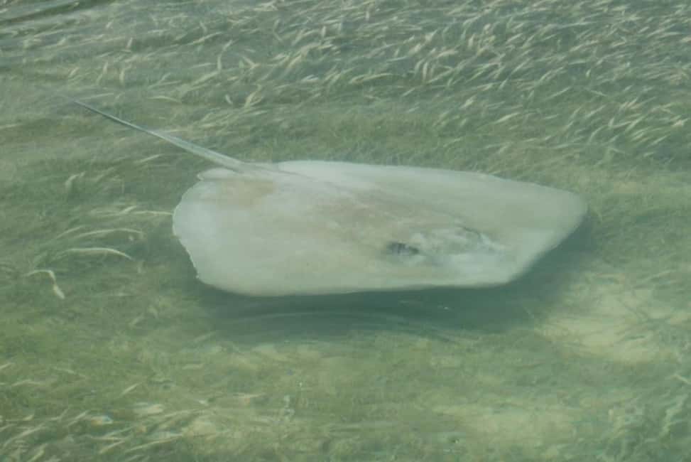 imagen n.º 6 de Cayo Hueso: Excursión en catamarán para avistar tiburones y fauna salvaje actividad en Cayo Hueso, subida por el proveedor