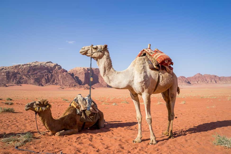 image n.36 of From Amman:Petra, Wadi Rum, and Dead Sea Private 2-Days Trip activity in Capital Governorate Amman, uploaded by supplier