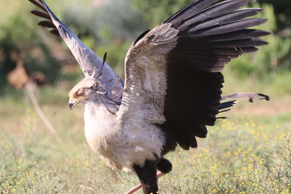 image n.9 of Full-Day Addo Park & Schotia Game Reserve (Open 4x4 vehicle) activity in Eastern Cape, uploaded by supplier