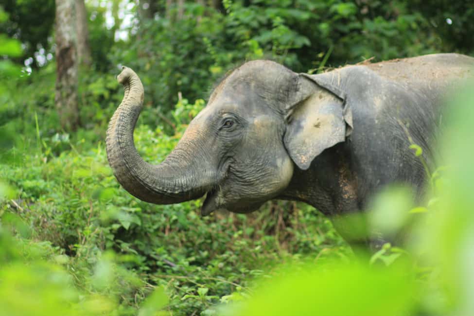 image n.10 of Phuket: Half-Day Elephant Explorer at Phuket Elephant Care activity in Kathu, Phuket, uploaded by supplier