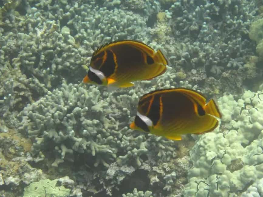 image n.9 of Kona: Captain Cook Snorkel Tour activity in Honaunau-Napoopoo, uploaded by supplier