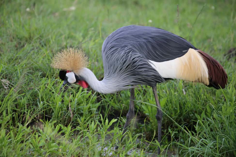 image n.15 of Day Trip: Hell's Gate Bike Ride & Lake Naivasha Boat Ride activity in Nakuru, uploaded by supplier