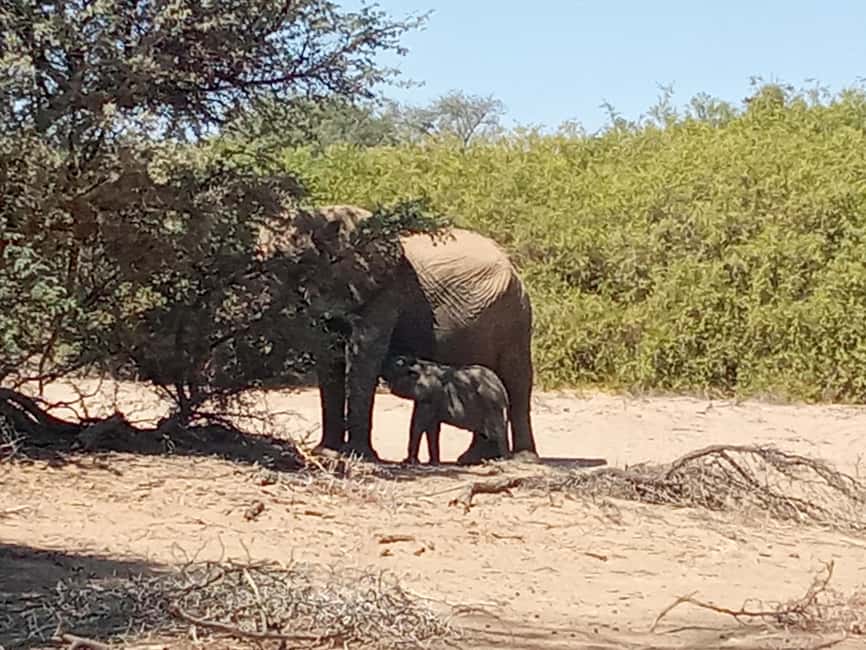 image n.15 of Elephant Adventure with Herson - a native of Damaraland activity in Kunene Region, uploaded by supplier