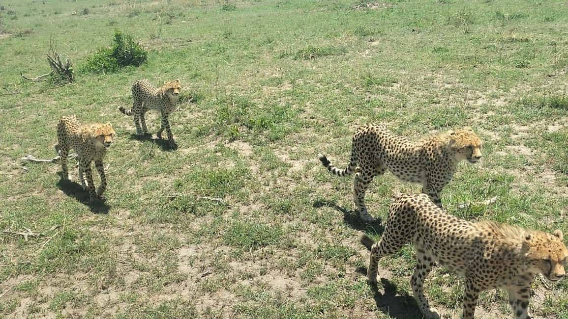 image n.48 of From Nairobi to Masai Mara Reserve & Village visit Day trip activity in Central Kenya, uploaded by supplier