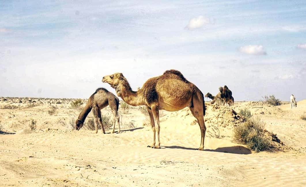 image n.18 of From Tunis, Hammammet & Sousse : 2-Day Sahara Express Tour activity in Naftah, uploaded by supplier