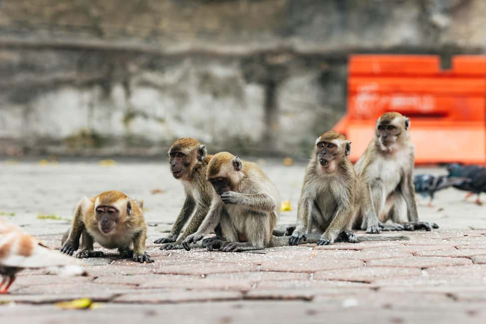 image n.8 of Kuala Lumpur Suburbs: Batu Caves Half-Day Tour (SIC) activity in Kuala Lumpur, uploaded by supplier