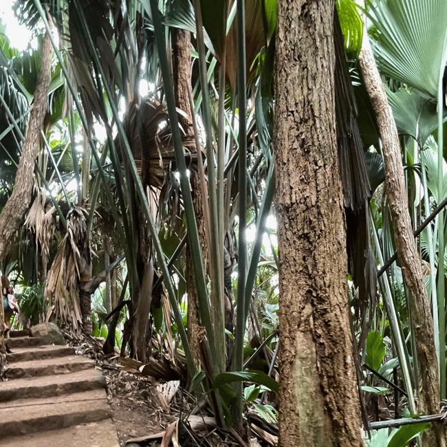 image n.13 of From Mahe: Praslin and La Digue Tour with Transfer and Lunch activity in Grand Anse, uploaded by supplier