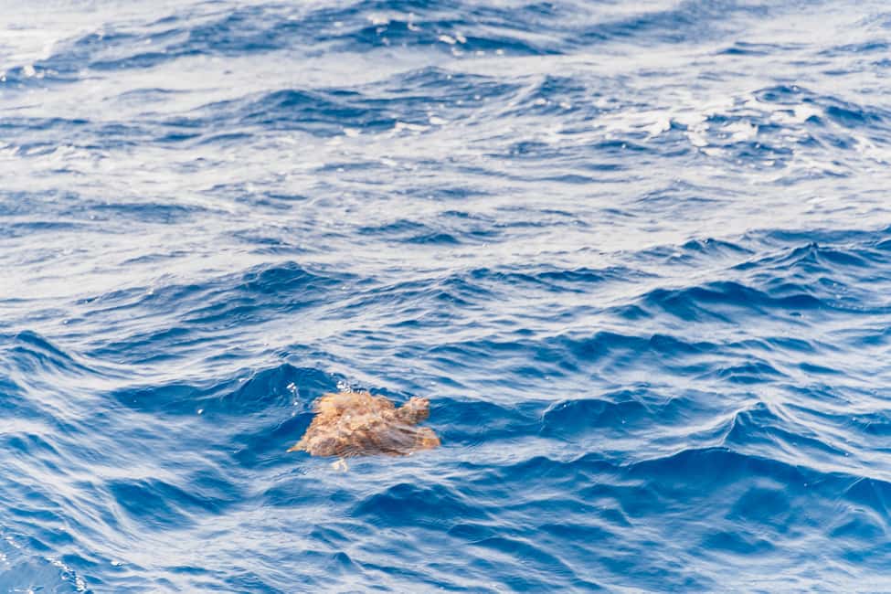 image n.15 of Fuerteventura: Glass Bottom Boat Cruise with Lunch & Drinks activity in Pajara, uploaded by supplier