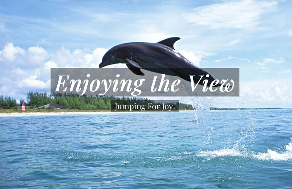 image n.4 of Clearwater: Dolphin Cruise with an Island Adventure activity in Clearwater, uploaded by supplier