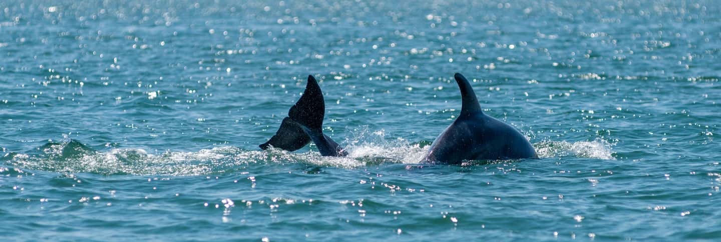 image n.9 of Setúbal: Dolphin Watching Boat Tour activity in Lisbon District, uploaded by supplier