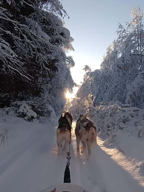 billede nr.2 af aktiviteten Levi: Selvkørende 2 KM Husky-slædeoplevelse i Sirkka, uploadet af udbyder