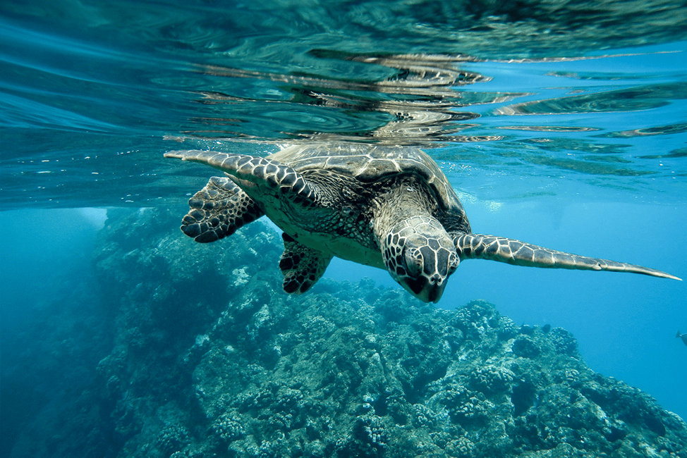 imagem n.31 de Bali: Nusa Penida Speedboat Trip com Snorkeling e Tour atividade em Bali, carregada pelo fornecedor