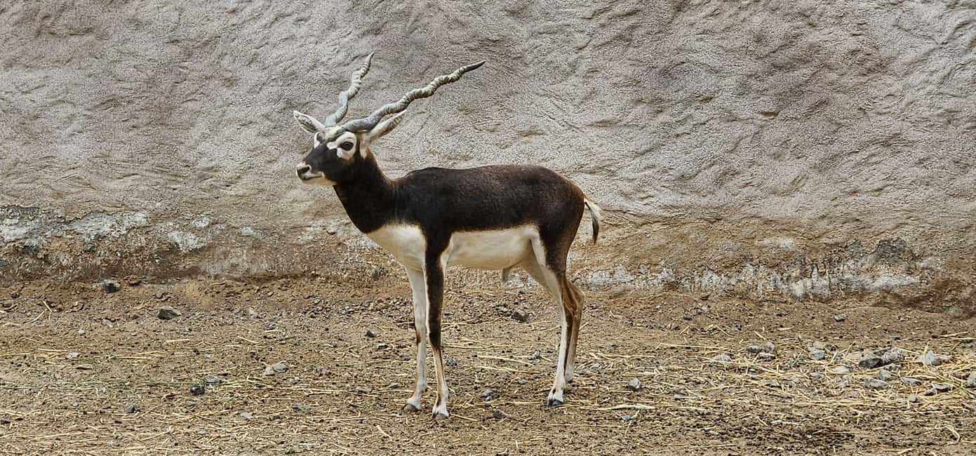 Obraz nr 8 z atrakcji Zoo Safari World i zachód słońca na piaskach Wahiba z kolacją w Ibra, przesłany przez organizatora