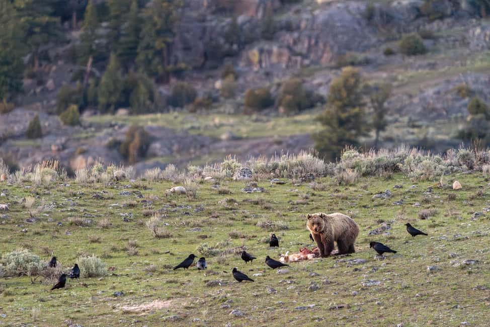 image n.3 of Yellowstone National Park: 3 Day Wildlife Photography Tour activity in Wyoming, uploaded by supplier