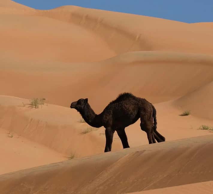 Immagine nº 35 di Avventura nel deserto di Wahiba , Nuoto nel Wadi Bani Khalid attività a Regione al-Sharqiyya, caricata dal fornitore