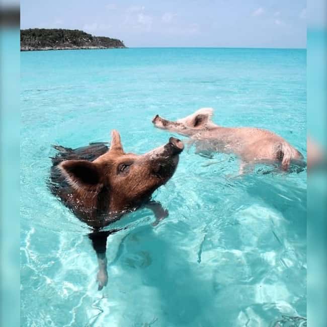 Image N°2 de Depuis Nassau : Nager avec des cochons Safari activité à Nassau, Bahamas, publiée par le prestataire