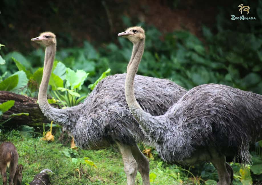 billede nr.7 af aktiviteten Selangor: Zoo Negara e-billet i Kuala Lumpur, uploadet af udbyder
