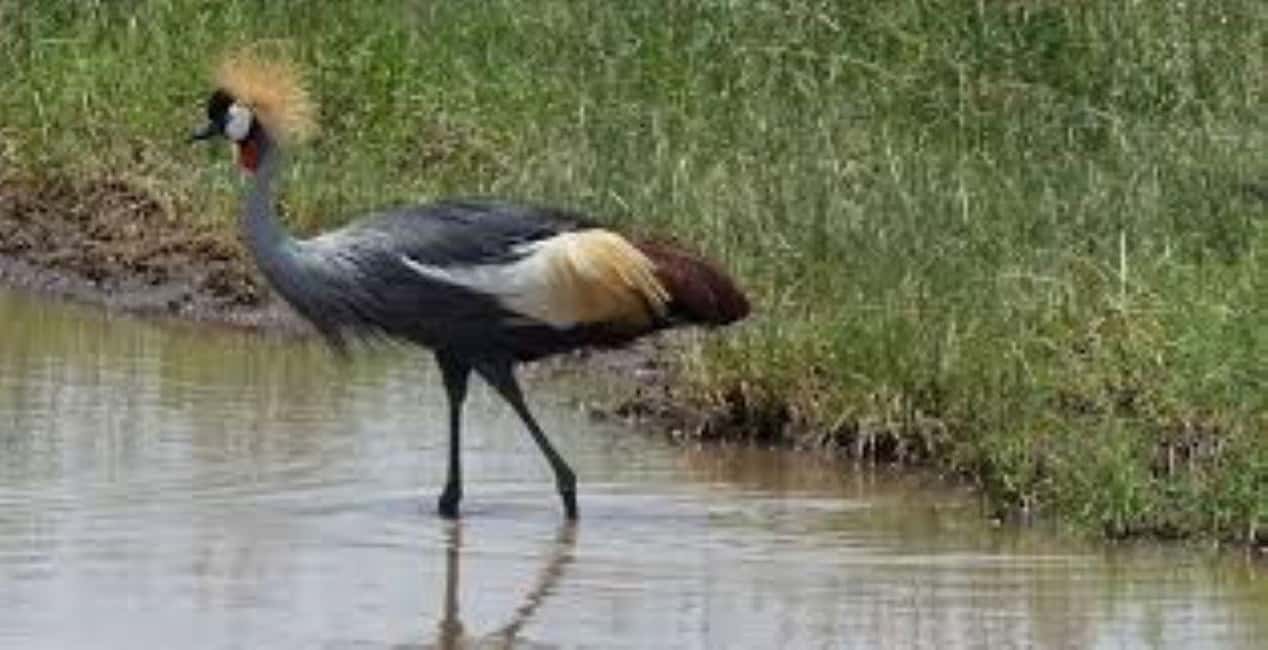 image n.47 of From Nairobi:Full Day Tour to Hell’s Gate National Park activity in Nakuru, uploaded by supplier