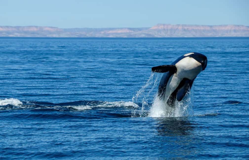 Bild Nr. 9 von Cabo San Lucas: Luxus-Katamaran-Walbeobachtungserlebnis Aktivität in Cabo San Lucas, hochgeladen vom Anbieter