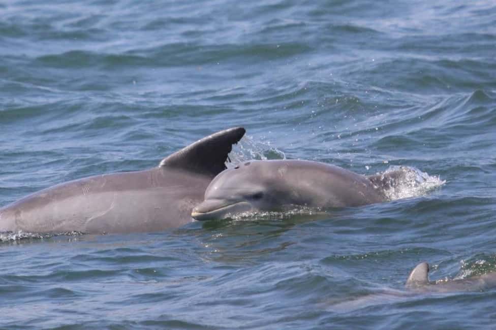 imagen n.º 4 de Atlantic City: Aventura en Crucero por el Océano con Avistamiento de Delfines actividad en Atlantic City, subida por el proveedor