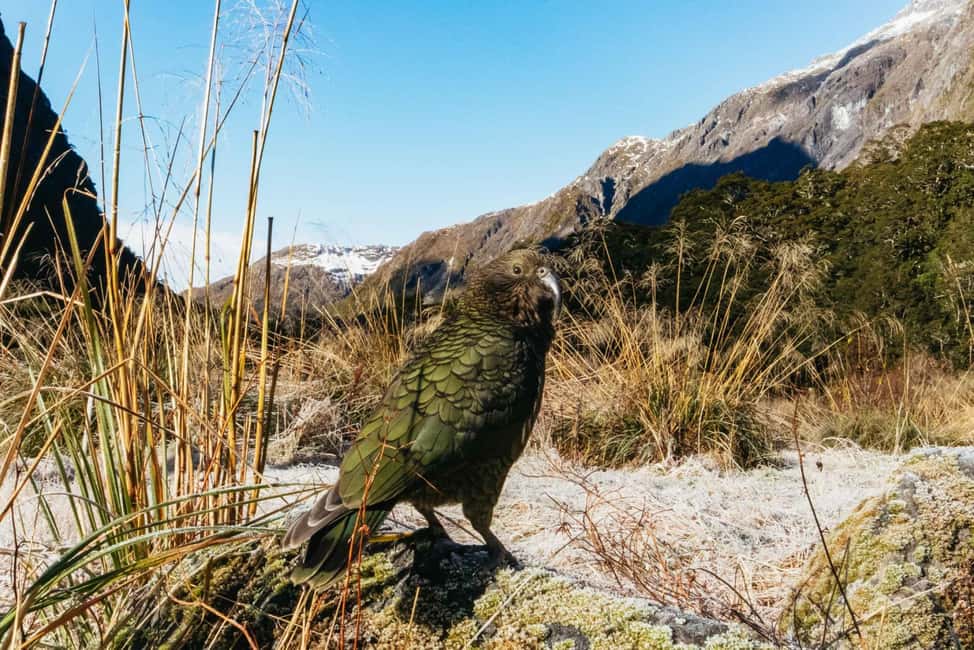 Obraz nr 14 z atrakcji Z Queenstown: Rejs po Milford Sound i 1-dniowa wycieczka autokarowa w Wyspa Południowa, przesłany przez organizatora