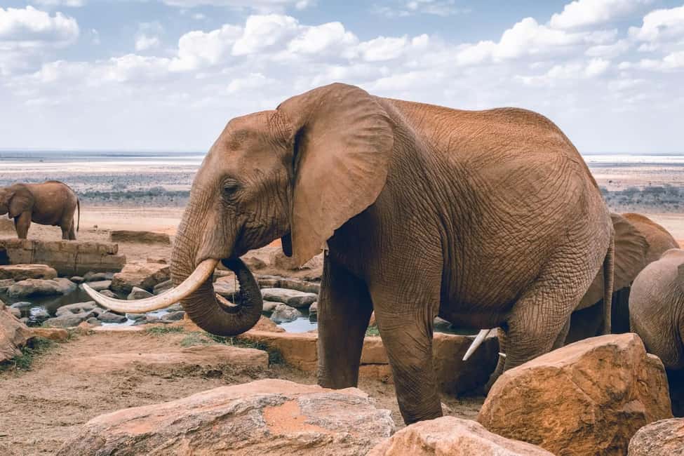image n.87 of 2-Days Wildlife Safari to Tsavo East & Tsavo West Park activity in Coast Province, uploaded by supplier