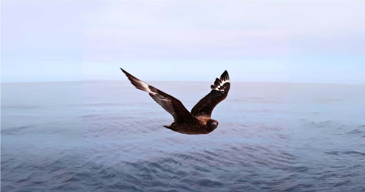 image n.6 of Cape Town: Gansbaai Eco-Friendly Shark Cage Diving Cruise activity in Cape Town, uploaded by supplier